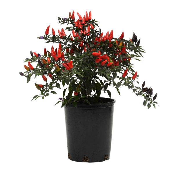Ornamental Pepper capsicum annuum 'Midnight Fire'