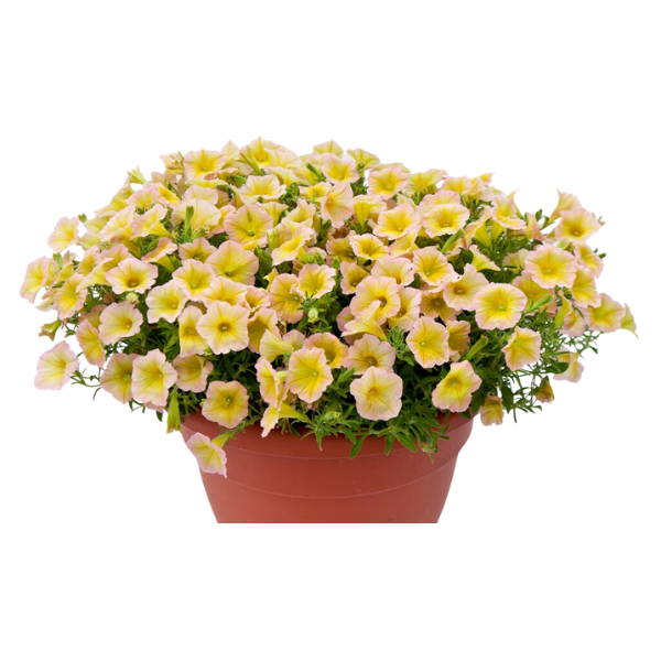 Petunia hybrida 'Blanket Lemon Glow'