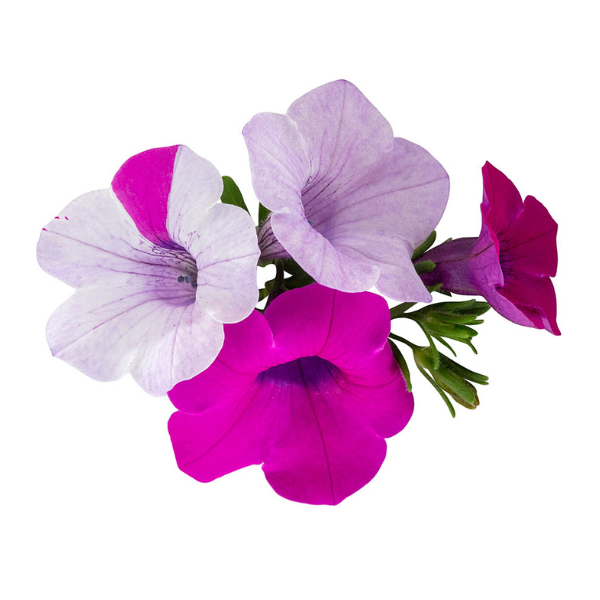 Petunia hybrida 'Blanket Silver Surprise'