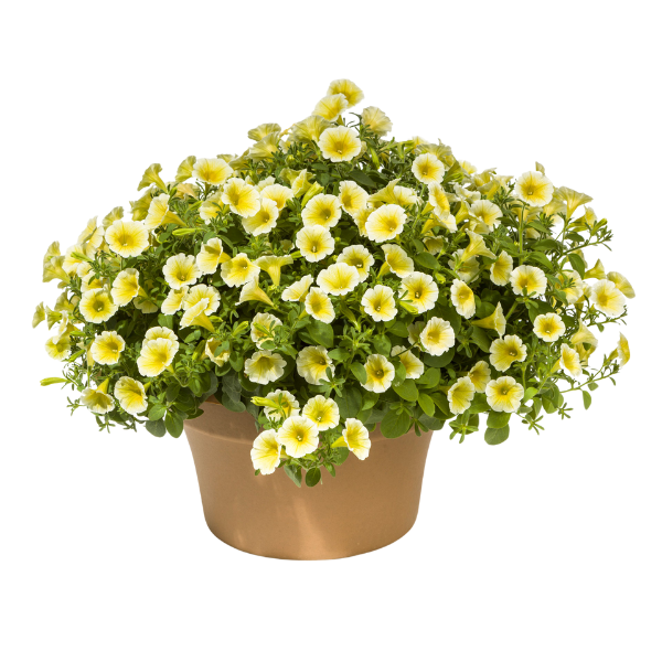 Petunia hybrida 'Blanket Yellow'