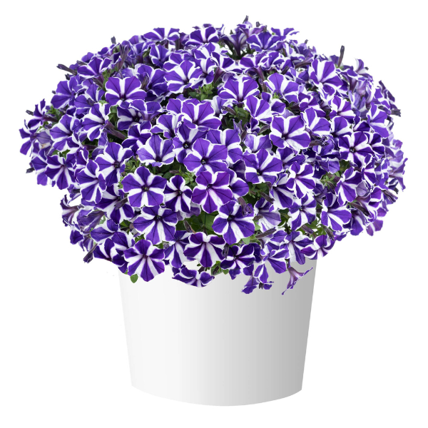 Petunia hybrida 'Blue Diamond'