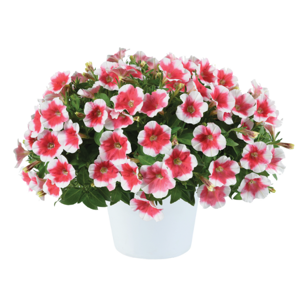 Petunia hybrida 'Capella Cherry Vanilla'