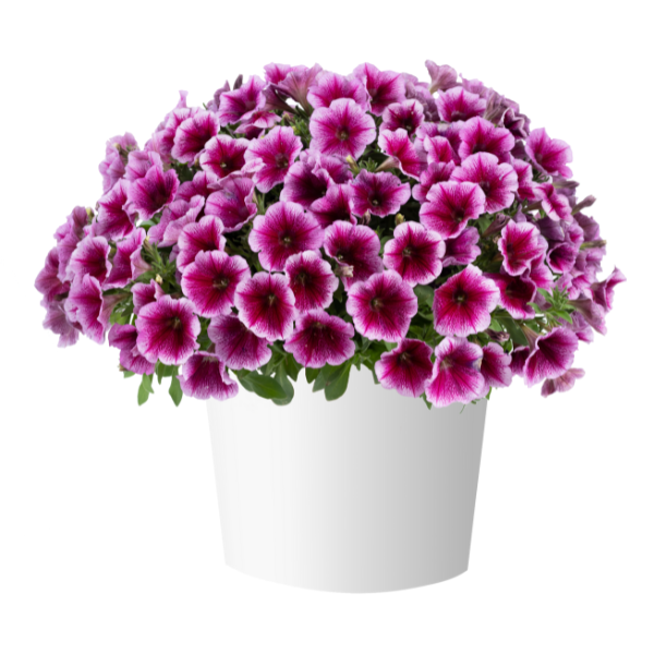 Petunia hybrida 'Capella Fuchsia Lace'