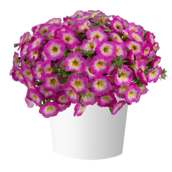 Petunia hybrida 'Capella Pink Morn'