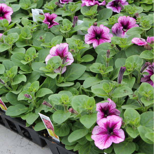 Petunia hybrida 'Madness Sugar'