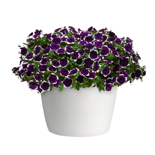 Petunia hybrida 'Main Stage Glacier Sky'