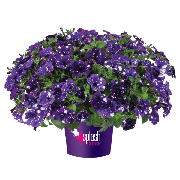 Petunia hybrida 'Splash Dance Bolero Blue'