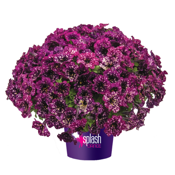 Petunia hybrida 'Splash Dance Magenta Mambo'
