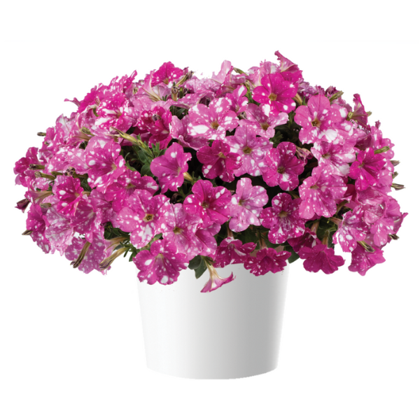 Petunia hybrida 'Splash Dance Rumba Rose'