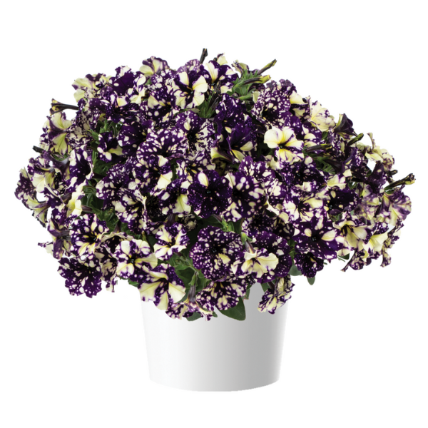 Petunia hybrida 'Splash Dance Violet Vogue'