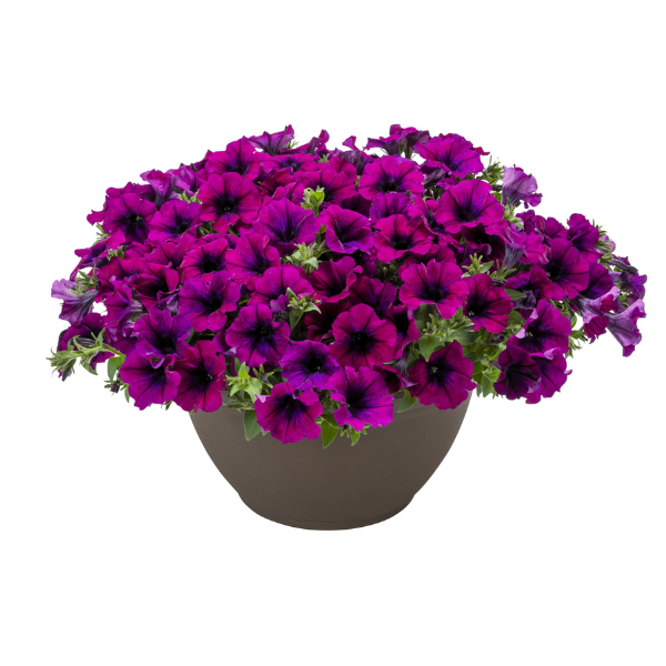Petunia hybrida 'Surfinia Heavenly Cabernet'