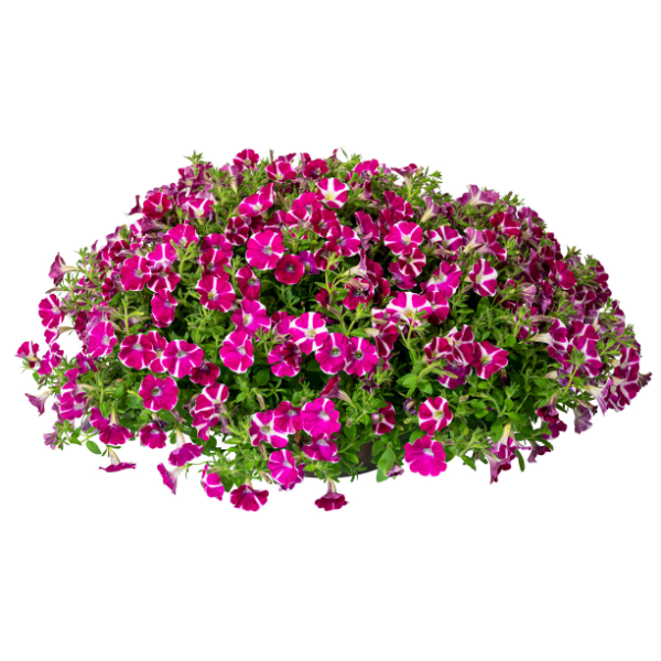 Petunia hybrida 'Surfinia Purple Heart'
