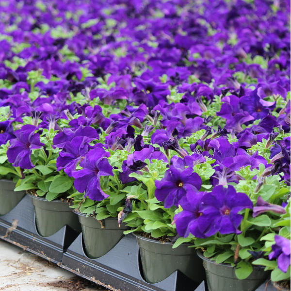 Petunia hybrida 'Dreams Midnight'