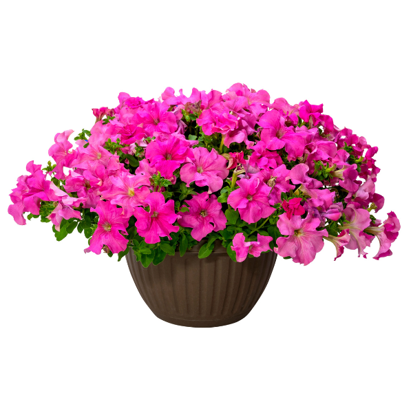 Petunia hybrida 'Surfinia XXL Taffy Pink'