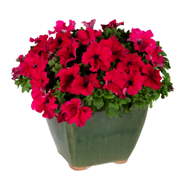 Petunia hybrida 'Surfinia XXL Watermelon Jazz'