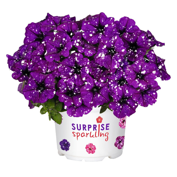 Petunia hybrida 'Surprise Sparkle Purple'