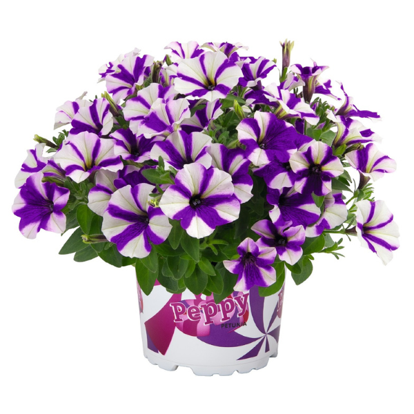 Petunia hybrida 'Sweetunia Windmill Blue'