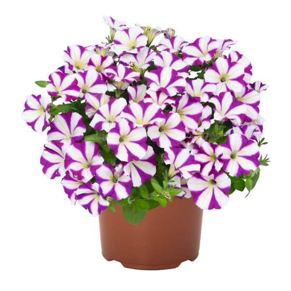 Petunia hybrida 'Sweetunia Windmill Purple'
