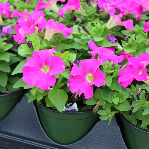 Petunia hybrida 'Dreams Neon Rose'