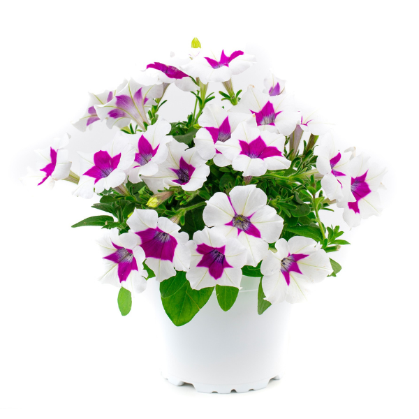 Petunia hybrida 'Zoom! Purple'