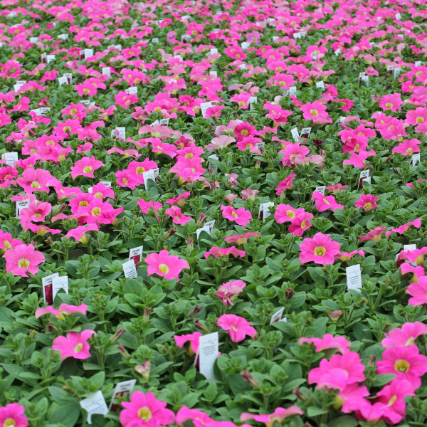 Petunia hybrida 'Dreams Pink'