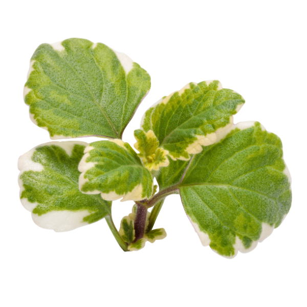 Plectranthus coleoides 'Variegated'