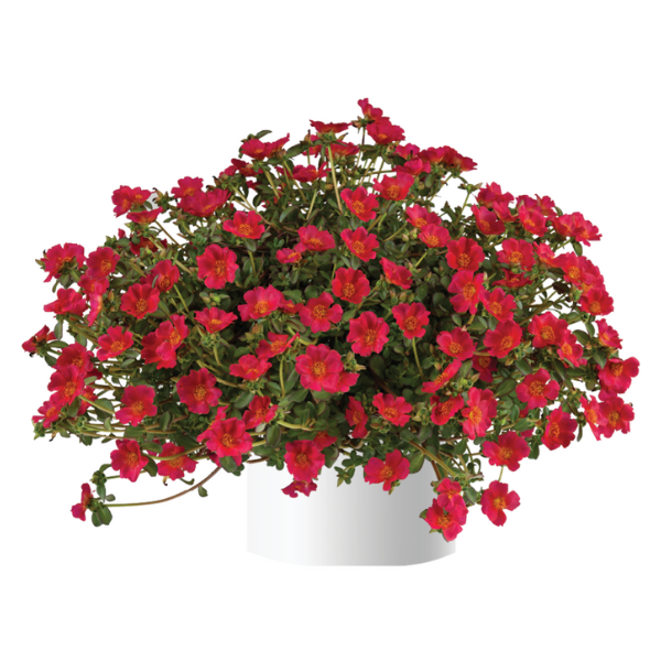 Portulaca oleracea 'Mega Pazzaz Dark Pink'