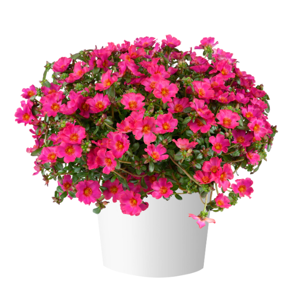Portulaca oleracea 'Mega Pazzaz Fuchsia'
