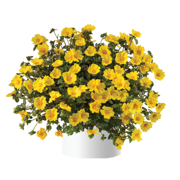 Portulaca oleracea 'Mega Pazzaz Gold'