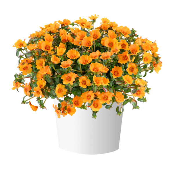 Portulaca oleracea 'Mega Pazzaz Papaya Twist'
