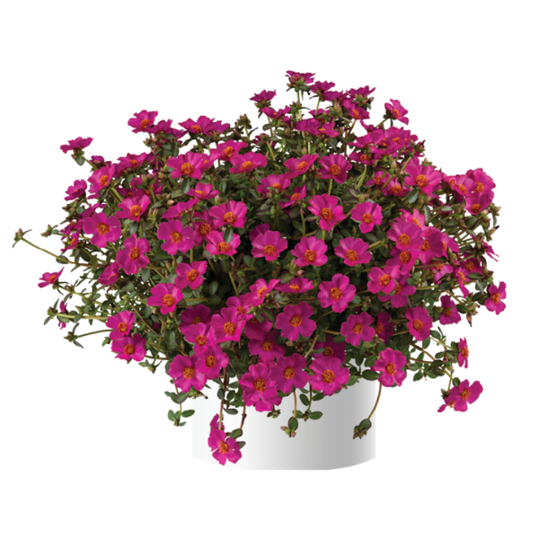 Portulaca oleracea 'Mega Pazzaz Purple'