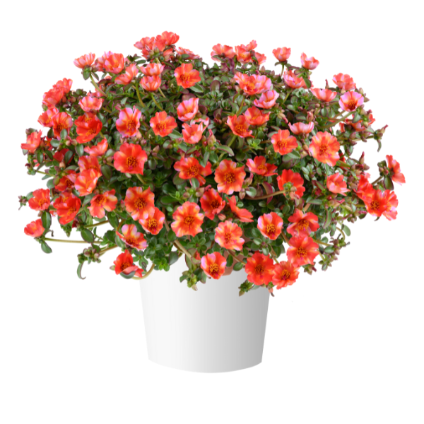 Portulaca oleracea 'Mega Pazzaz Tropical Twist'