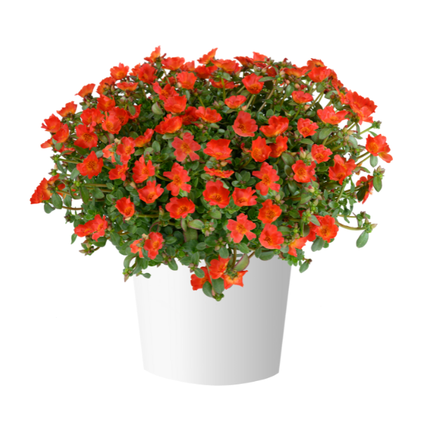 Portulaca oleracea 'Pazzaz Nano Deep Orange'