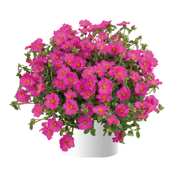 Portulaca oleracea 'Pazzaz Nano Purple'