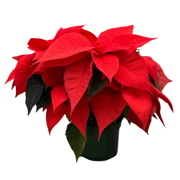Poinsettia euphorbia pulcherrima 'Norwin Orange'