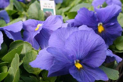 Pansy viola x wittrockiana 'Delta Premium True Blue'