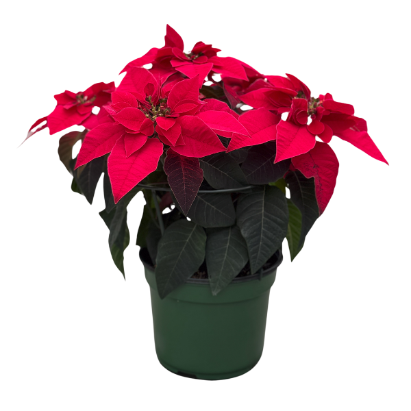 Poinsettia Euphorbia Pulcherrima Princettia Pure Red Lucas Greenhouses