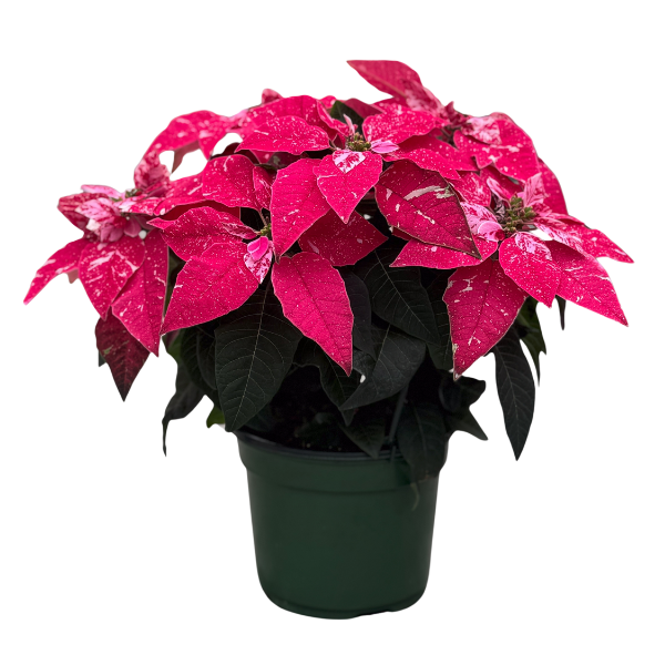 Poinsettia euphorbia pulcherrima 'Princettia Sparkling Rouge'