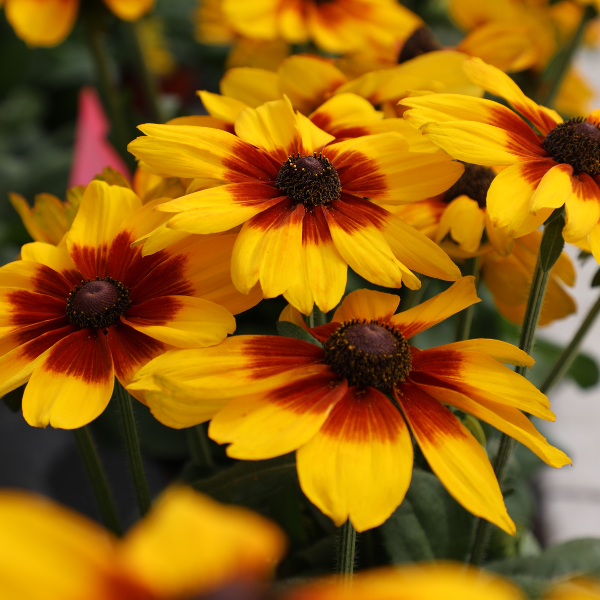 Rudbeckia hirta 'Sunbeckia Luna'