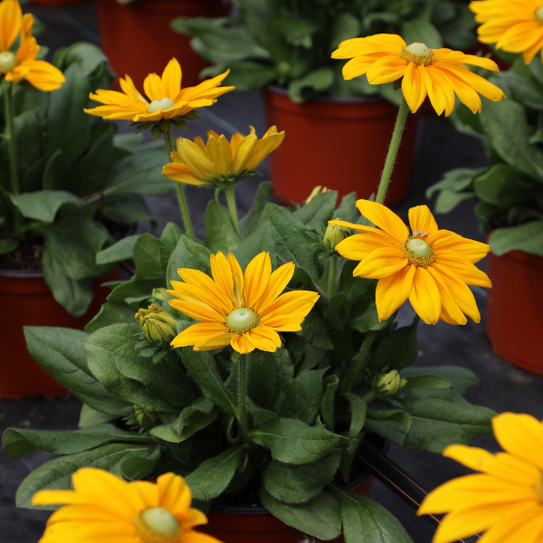 Rudbeckia hirta 'Sunbeckia Ophelia'