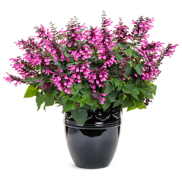Salvia hybrid 'Unplugged Pink'
