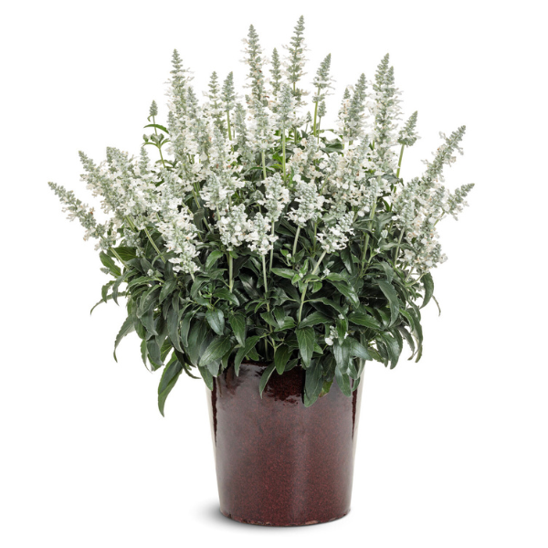 Salvia hybrid 'Unplugged White'