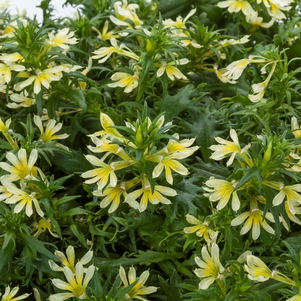 Scaevola aemula 'Bombay Yellow'