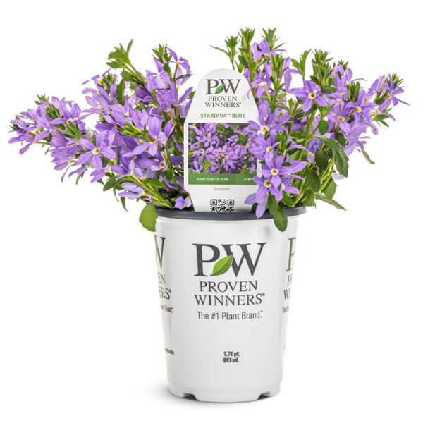 Scaevola aemula 'Stardiva Blue'