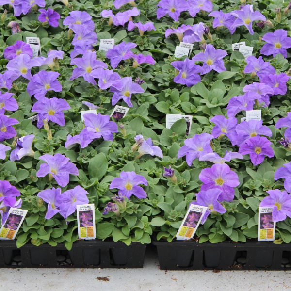 Petunia hybrida 'Dreams Sky Blue'