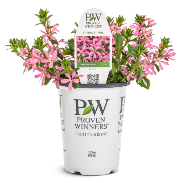 Scaevola aemula 'Stardiva Pink'