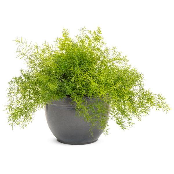 Sprengeri liliaceae 'Fern'