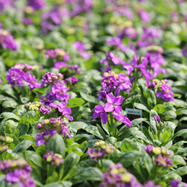 Stock matthiola incana 'Mime Blue'