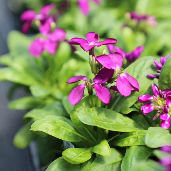 Stock matthiola incana 'Mime Purple'