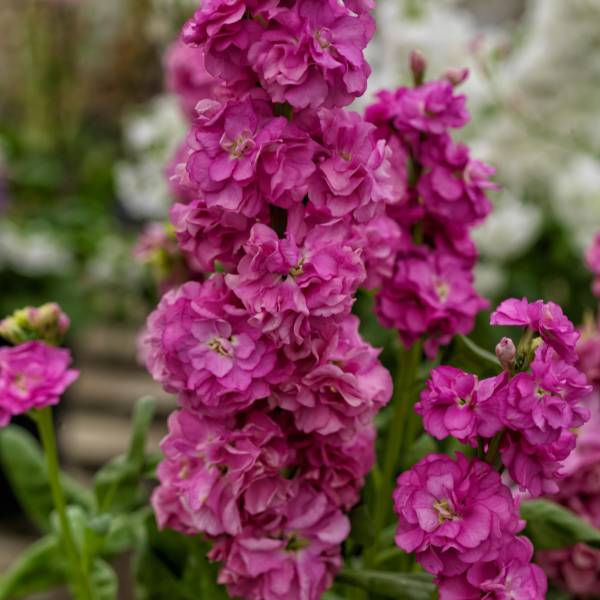 Stock matthiola incana 'Mime Rose'